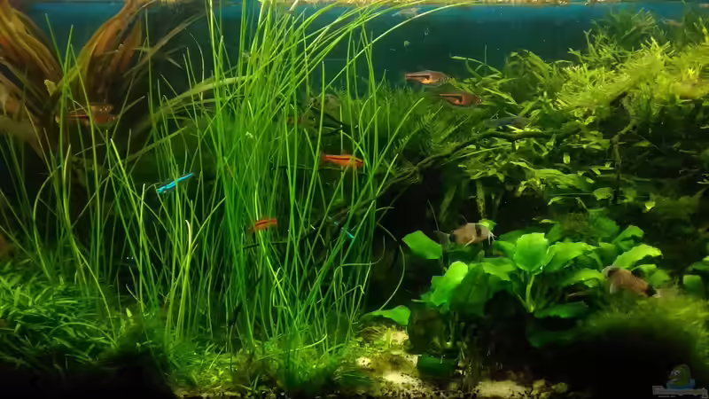 Aquarium Becken 30484 - Das Morgenbecken - von Grünhexe (34)