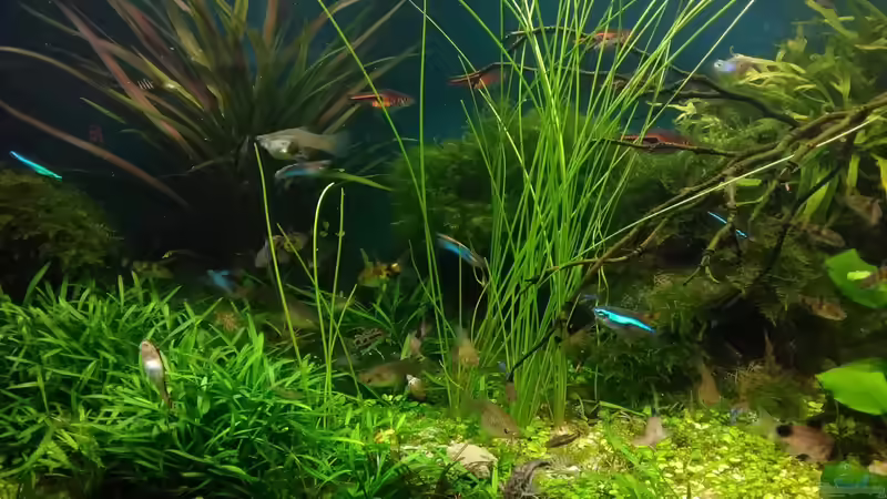 Aquarium Becken 30484 - Das Morgenbecken - von Grünhexe (37)