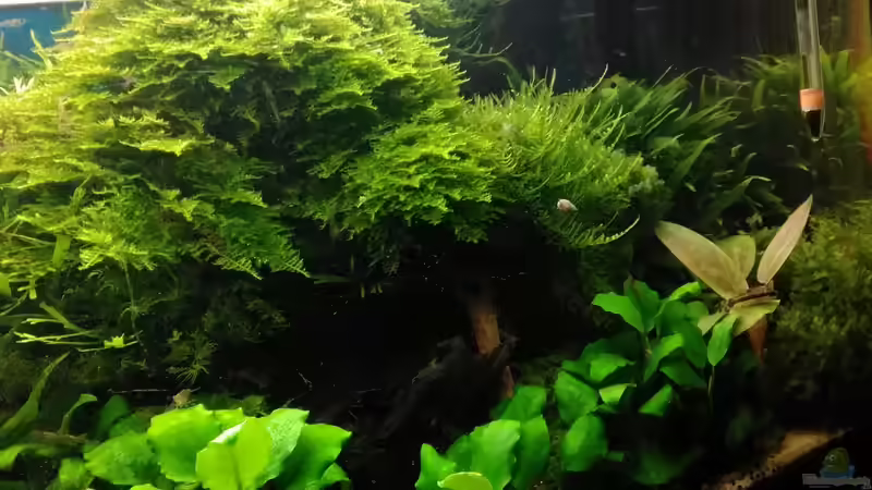 Aquarium Becken 30484 - Das Morgenbecken - von Grünhexe (41)