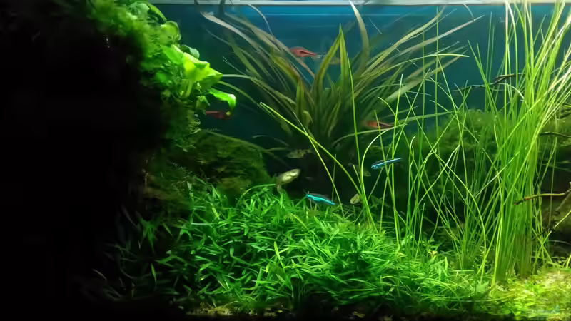 Aquarium Becken 30484 - Das Morgenbecken - von Grünhexe (43)