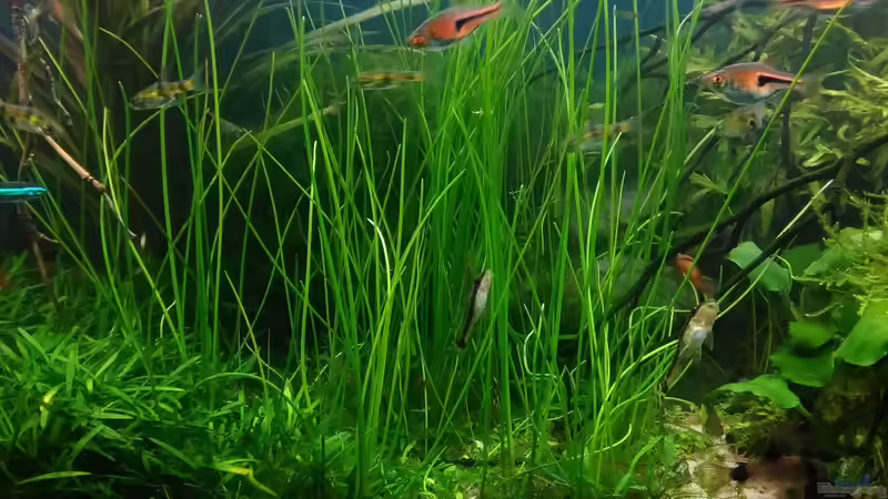 Aquarium Becken 30484 - Das Morgenbecken - von Grünhexe (45)