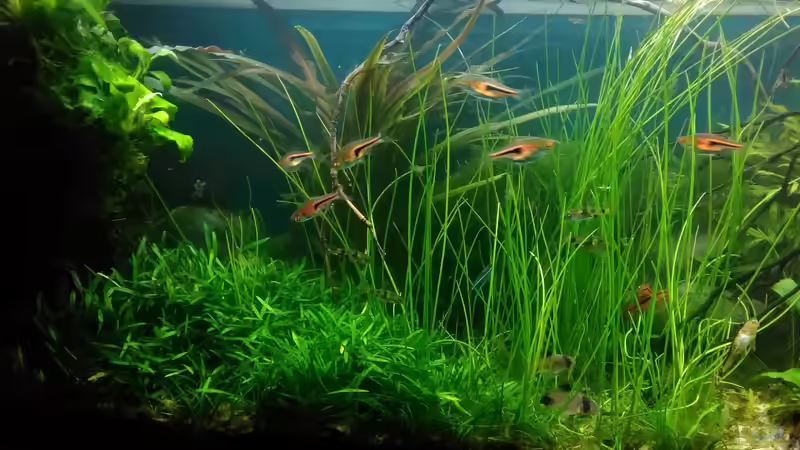 Aquarium Becken 30484 - Das Morgenbecken - von Grünhexe (46)