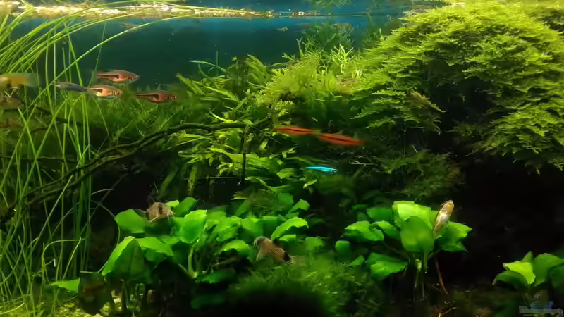 Aquarium Becken 30484 - Das Morgenbecken - von Grünhexe (47)