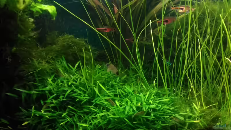 Aquarium Becken 30484 - Das Morgenbecken - von Grünhexe (48)