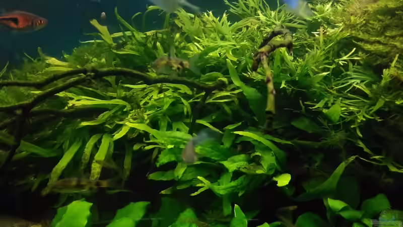 Aquarium Becken 30484 - Das Morgenbecken - von Grünhexe (49)