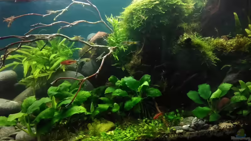 Aquarium Becken 30484 - Das Morgenbecken - von Grünhexe (54)