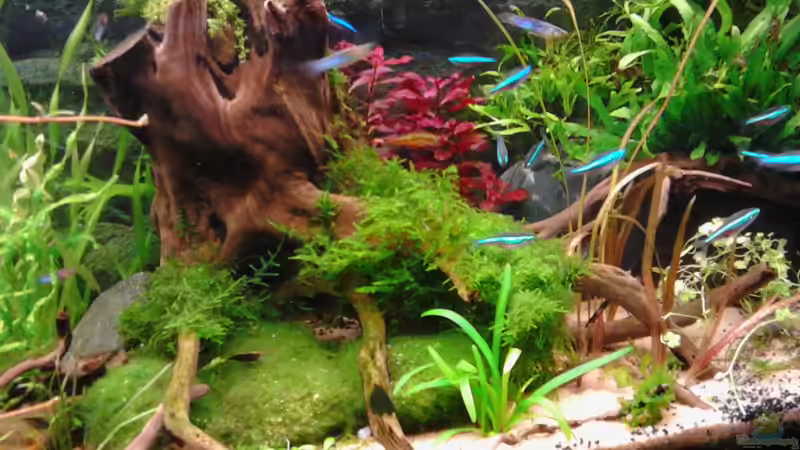 Aquarium Becken 30484 - Das Morgenbecken - von Grünhexe (98)