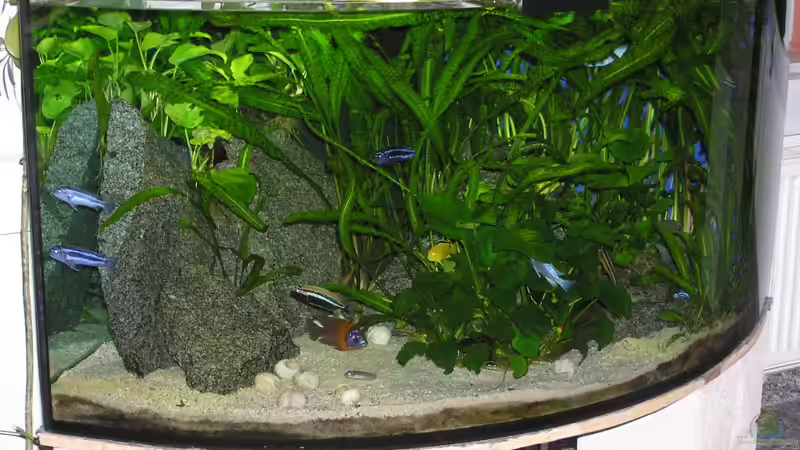 Aquarium Becken 305 von Alexander Steinkellner (4)