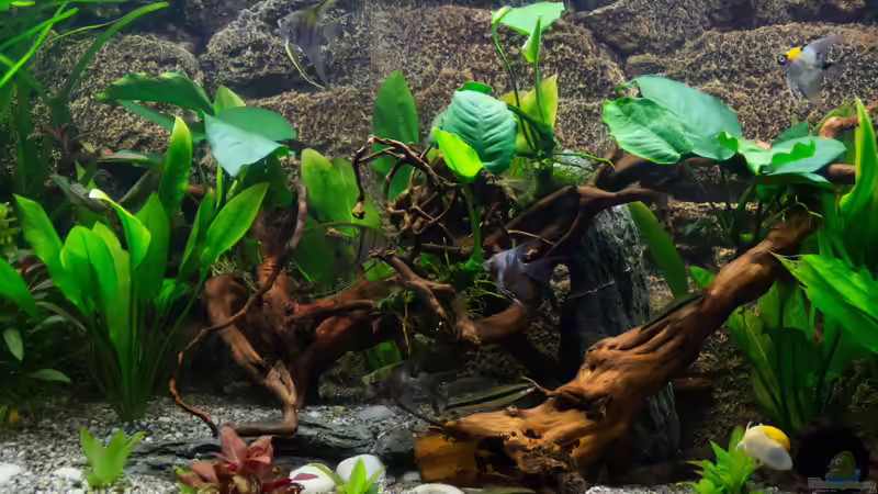 Aquarium Becken 30531 von Skalar8705 (5)