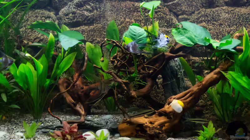 Aquarium Becken 30531 von Skalar8705 (7)