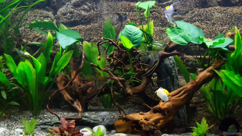 Aquarium Becken 30531 von Skalar8705 (8)