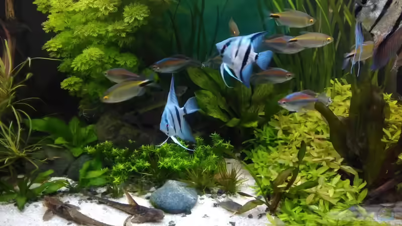 Aquarium Becken 30620 - Innerer Frieden von Grünhexe (27)