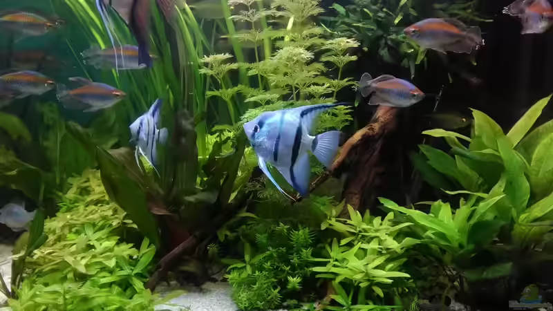 Aquarium Becken 30620 - Innerer Frieden von Grünhexe (28)