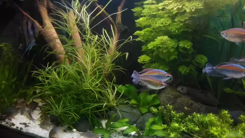 Aquarium Becken 30620 - Innerer Frieden von Grünhexe (29)