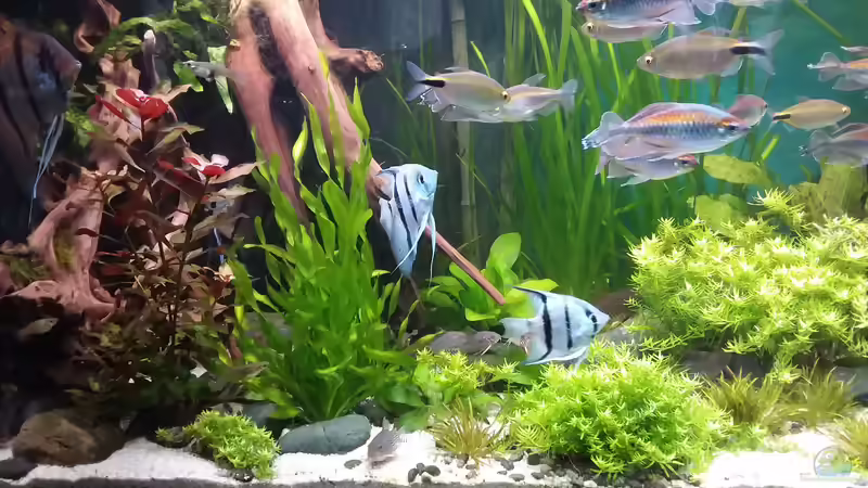 Aquarium Becken 30620 - Innerer Frieden von Grünhexe (3)