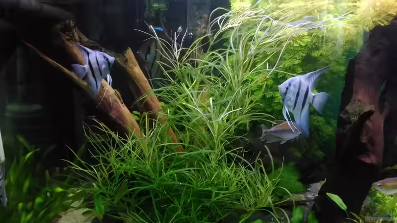 Aquarium Becken 30620 - Innerer Frieden von Grünhexe (30)