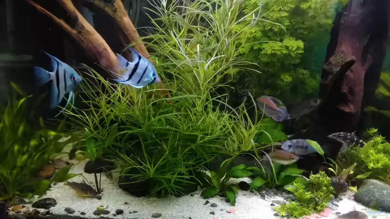 Aquarium Becken 30620 - Innerer Frieden von Grünhexe (33)