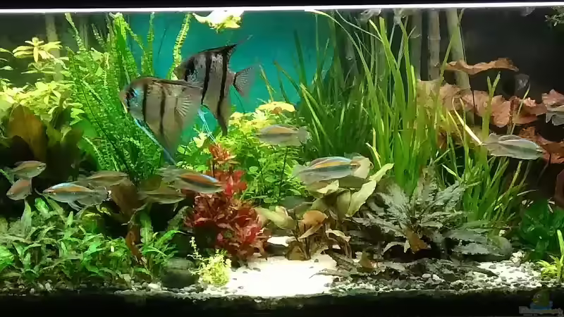 Aquarium Becken 30620 - Innerer Frieden von Grünhexe (38)