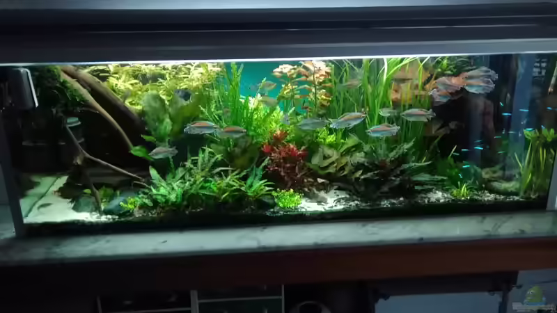 Aquarium Becken 30620 - Innerer Frieden von Grünhexe (40)