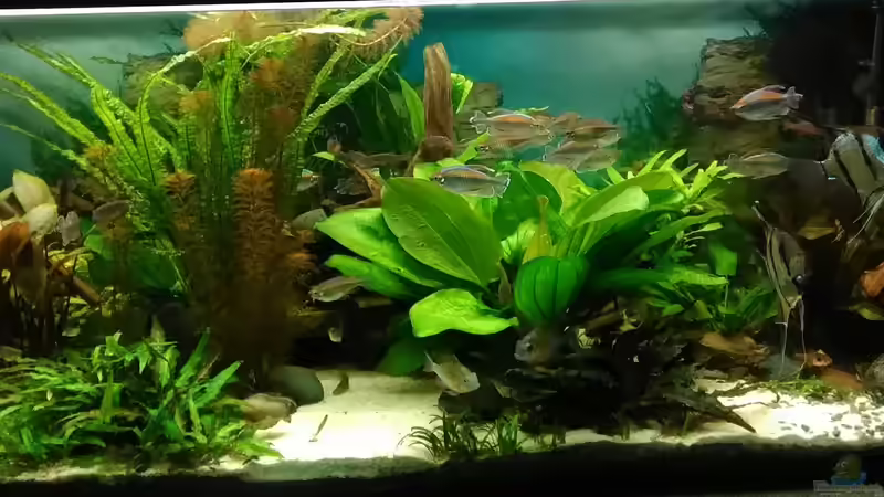 Aquarium Becken 30620 - Innerer Frieden von Grünhexe (51)