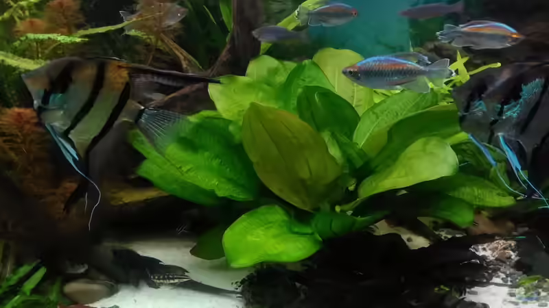 Aquarium Becken 30620 - Innerer Frieden von Grünhexe (52)