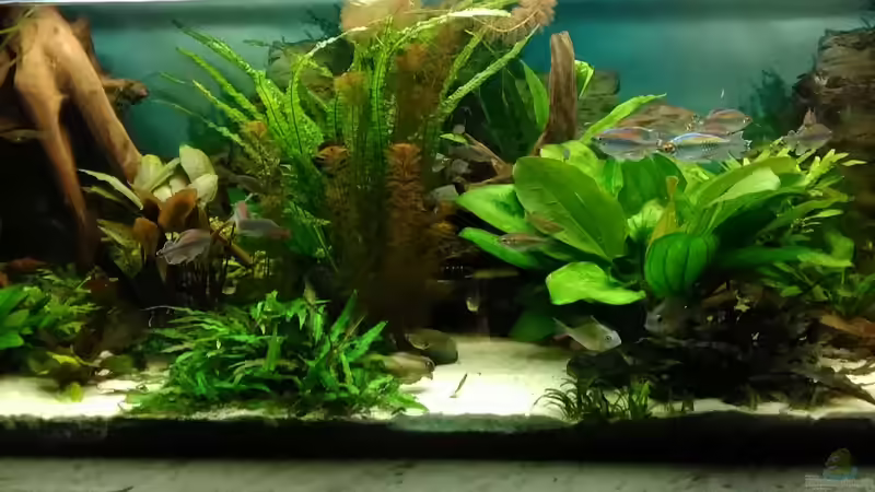 Aquarium Becken 30620 - Innerer Frieden von Grünhexe (54)