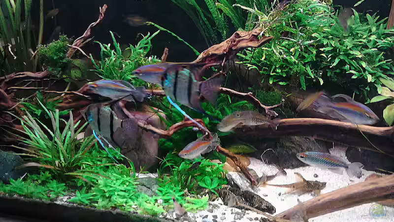 Aquarium Becken 30620 - Innerer Frieden von Grünhexe (90)