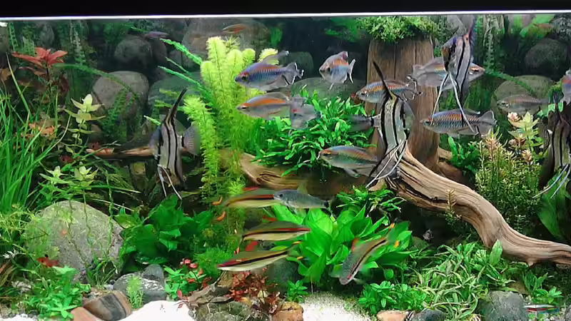 Aquarium Becken 30620 - Innerer Frieden von Grünhexe (98)