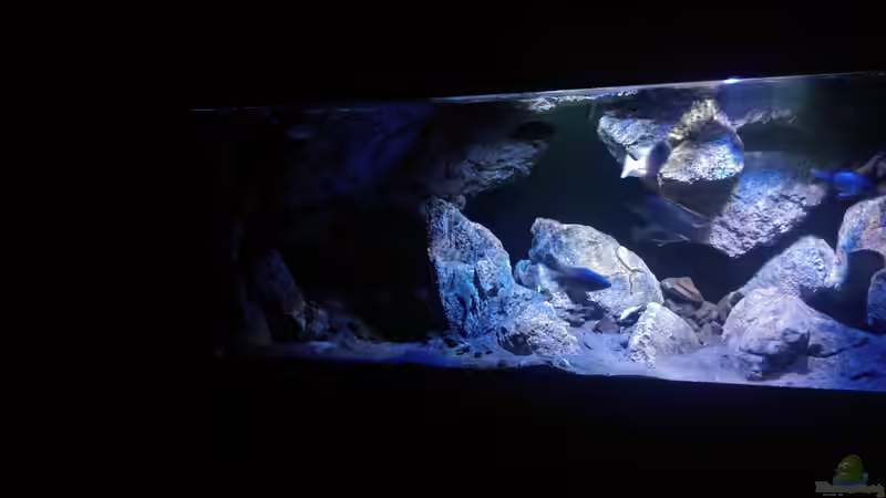 Aquarium Becken 30628 von namaycushfreak (10)