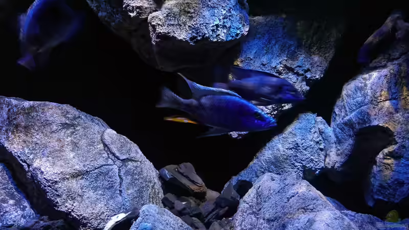 Aquarium Becken 30628 von namaycushfreak (2)