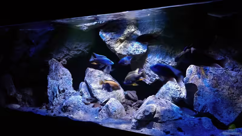 Aquarium Becken 30628 von namaycushfreak (7)