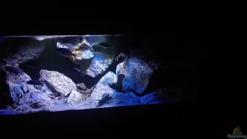 Aquarium Becken 30628 von namaycushfreak (9)