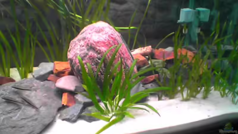 Aquarium Becken 307 von Jörg Götze (4)