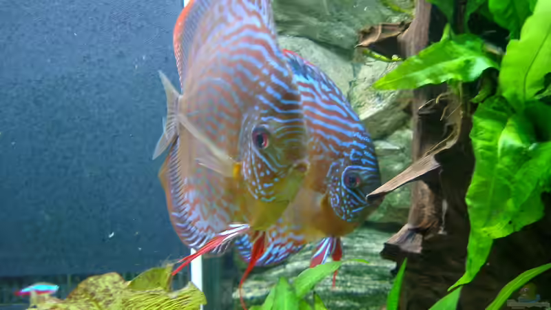 Aquarium Becken 3074 - Alex Diskus Aquarium von ALTHO81 (11)