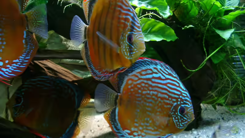 Aquarium Becken 3074 - Alex Diskus Aquarium von ALTHO81 (12)