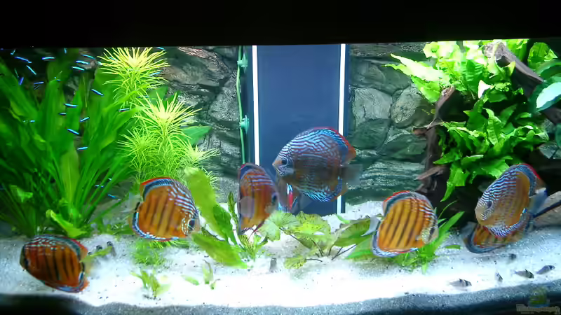 Aquarium Becken 3074 - Alex Diskus Aquarium von ALTHO81 (14)