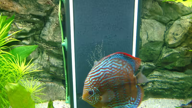 Aquarium Becken 3074 - Alex Diskus Aquarium von ALTHO81 (15)