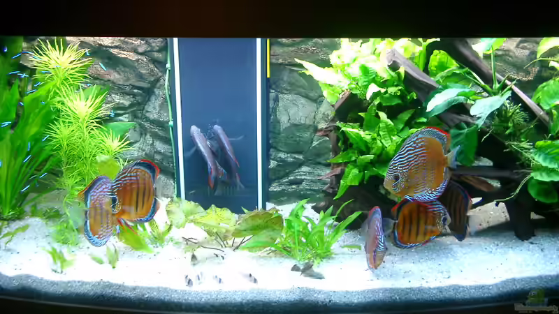Aquarium Becken 3074 - Alex Diskus Aquarium von ALTHO81 (16)