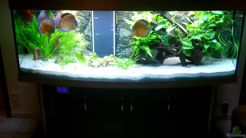 Aquarium Becken 3074 - Alex Diskus Aquarium von ALTHO81 (4)