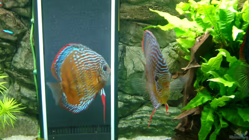 Aquarium Becken 3074 - Alex Diskus Aquarium von ALTHO81 (7)