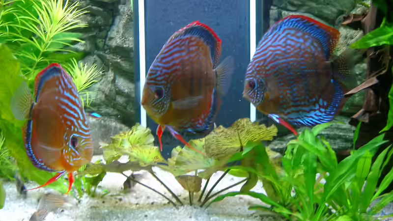 Aquarium Becken 3074 - Alex Diskus Aquarium von ALTHO81 (8)