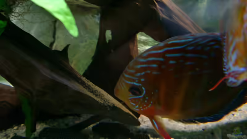 Aquarium Becken 3074 - Alex Diskus Aquarium von ALTHO81 (9)