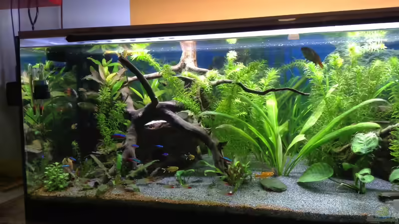 Aquarium Becken 30761 von Quasi (3)