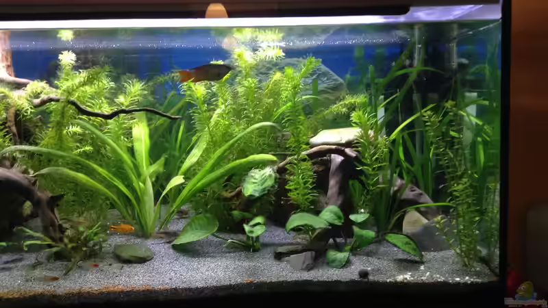 Aquarium Becken 30761 von Quasi (4)