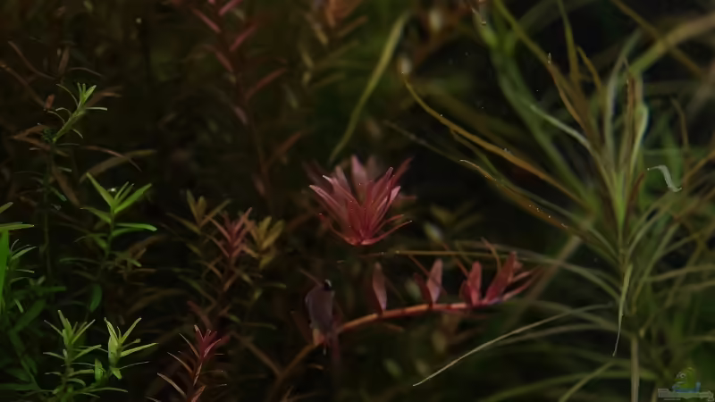 Aquarium Becken 30769 von Nobody (10)