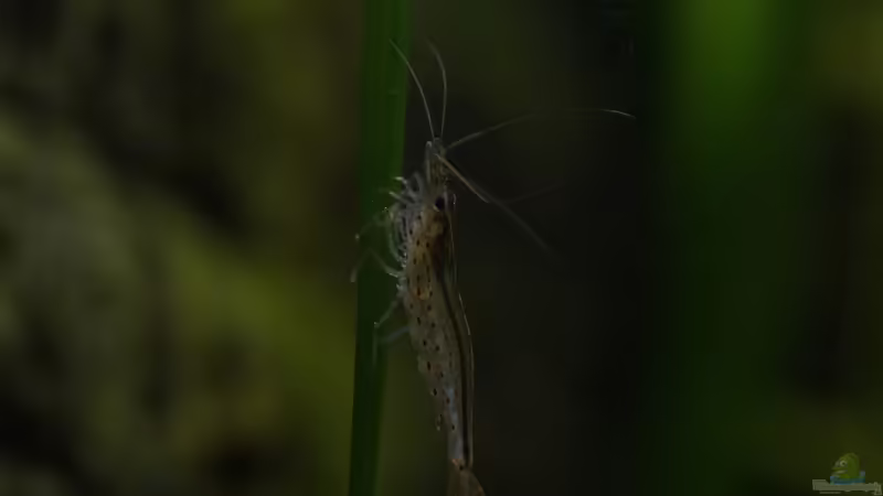 Aquarium Becken 30769 von Nobody (11)