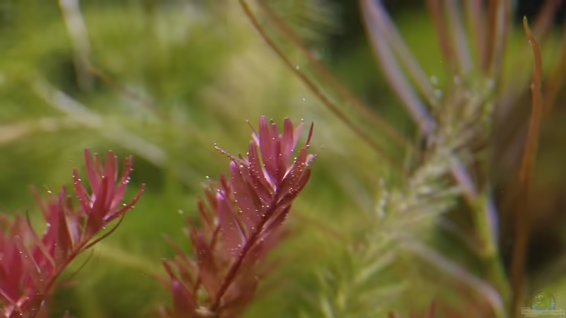 Aquarium Becken 30769 von Nobody (12)