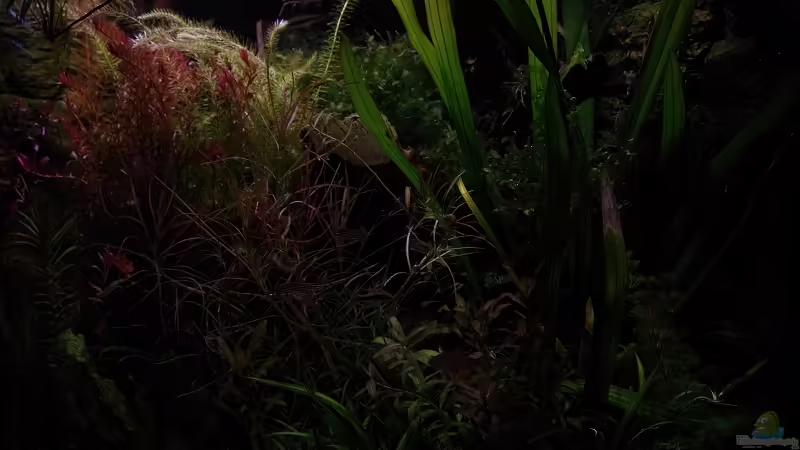 Aquarium Becken 30769 von Nobody (13)