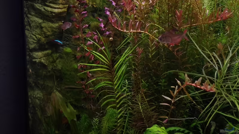 Aquarium Becken 30769 von Nobody (14)