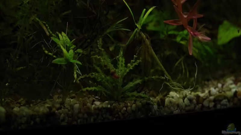 Aquarium Becken 30769 von Nobody (15)